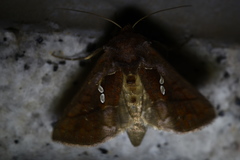 Erythroplusia rutilifrons