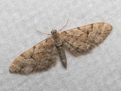 Eupithecia lanceata