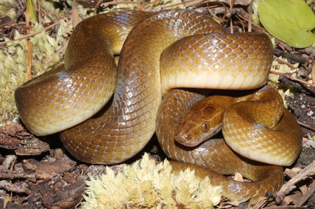Frade's Brown House Snake