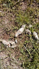 Canis lupus italicus