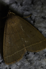 Simplicia rectalis