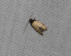 Tyrolimnas anthraconesa