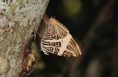 Colobura dirce