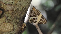 Colobura dirce