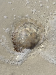 Rhopilema verrilli