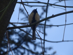 Parus major