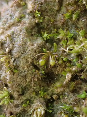 Microbryum curvicollum