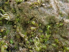 Microbryum curvicollum