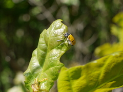 Lachnaia sexpunctata