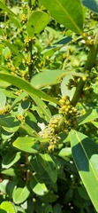 Sideroxylon inerme inerme