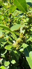 Sideroxylon inerme inerme