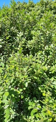 Sideroxylon inerme inerme