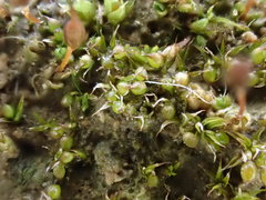 Microbryum curvicollum