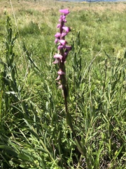 Disperis tysonii
