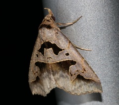 Tephriopis divulsa