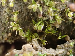 Microbryum curvicollum