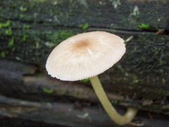 Pluteus semibulbosus