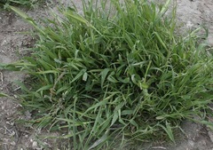 Hordeum murinum leporinum