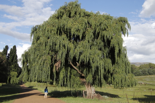 Salix babylonica