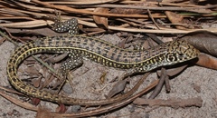 Gerrhosaurus auritus