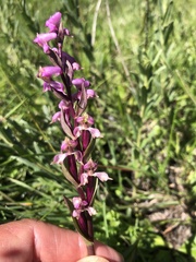 Disperis tysonii