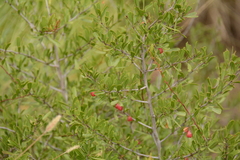 Gymnosporia tenuispina