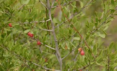 Gymnosporia tenuispina