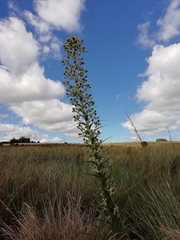 Eryngium eburneum