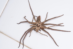 Heteropoda venatoria