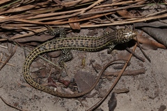 Gerrhosaurus auritus