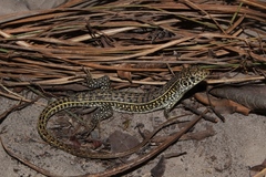 Gerrhosaurus auritus