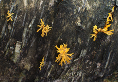 Calocera furcata