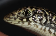 Gerrhosaurus auritus