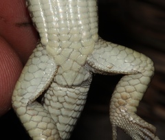 Gerrhosaurus auritus