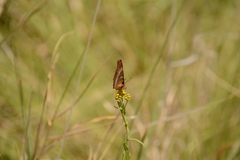 Precis ceryne ceryne