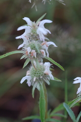 Monarda citriodora austromontana