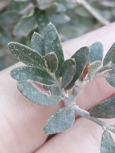 Olea europaea subsp. laperrinei image