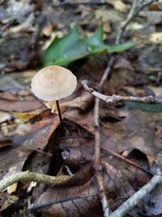 Entoloma conicum