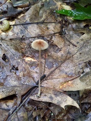 Entoloma conicum