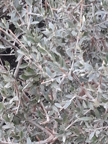 Olea europaea subsp. laperrinei image