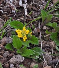 Lippia turnerifolia