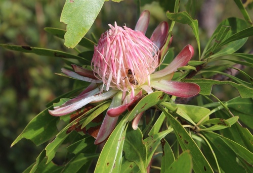 Protea petiolaris subsp. petiolaris image