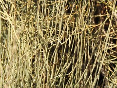 Ephedra major