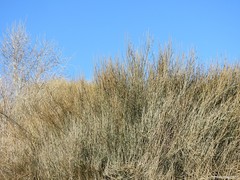 Ephedra major