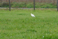 Bubulcus ibis
