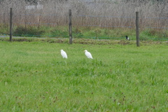 Bubulcus ibis