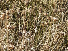Klasea nudicaulis