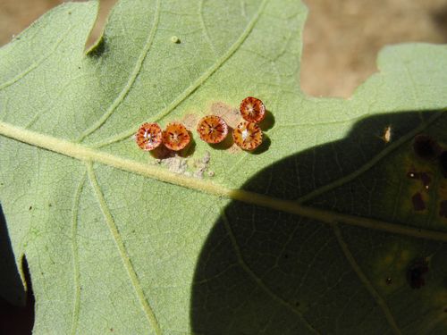 Disc Gall Wasp photo 3