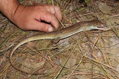 Gerrhosaurus auritus