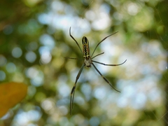 Trichonephila clavipes